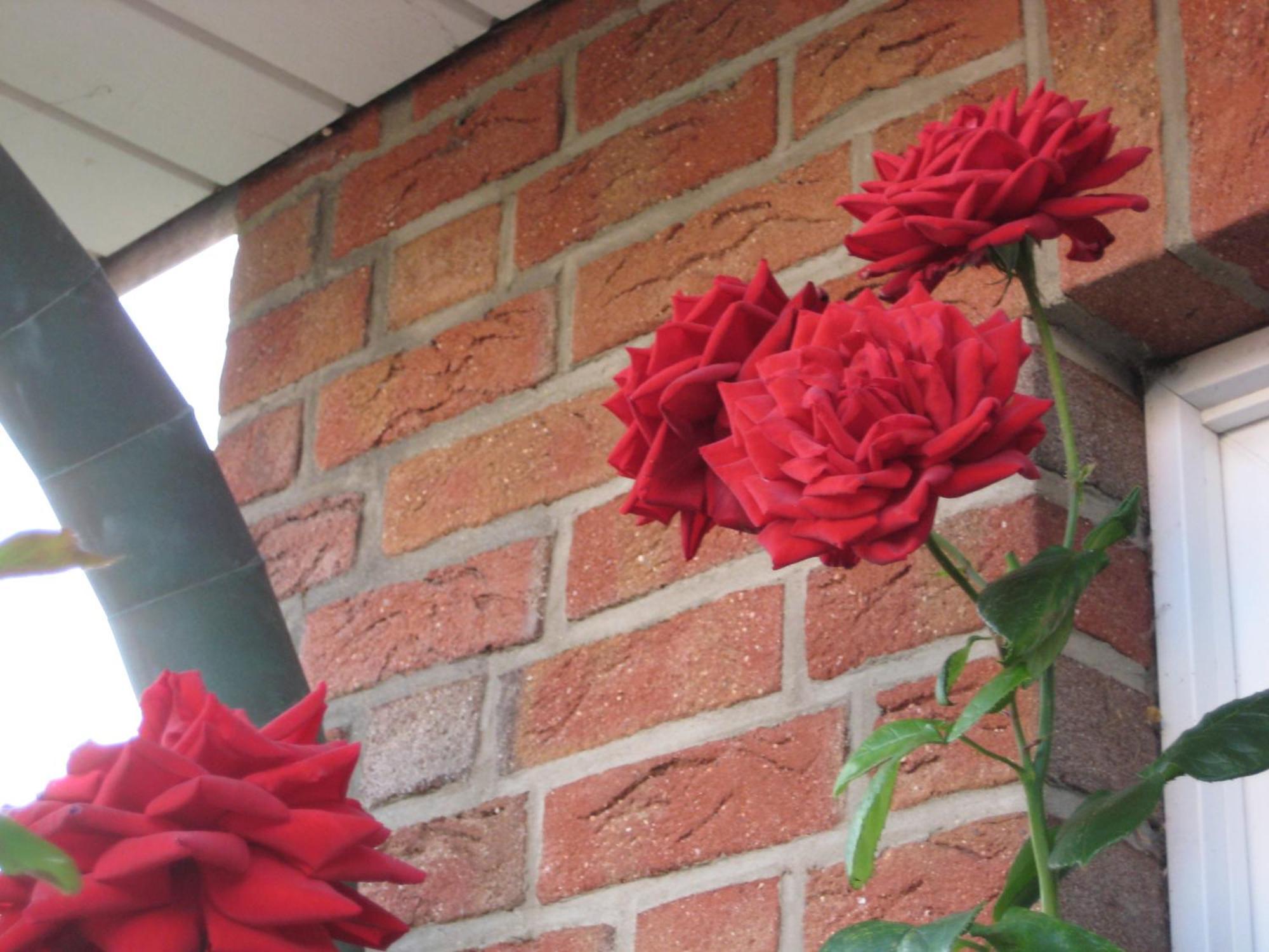 Haus Pistorius Apartment Busum Luaran gambar